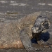 dragon_komodo_hsb_rinca_v_2268_kom4637.jpg